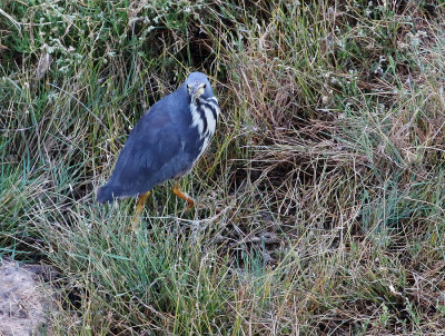 Dwarf Bittern