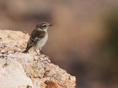 Canary Islands Stonechat