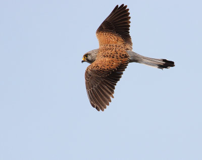 Common Kestrel