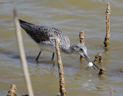 Common Greenshank