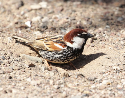 Spanish Sparrow