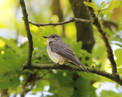 Spotted Flycatcher