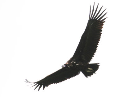 Cinereous Vulture