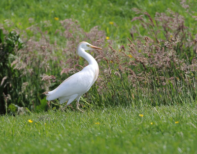 Western Cattle Egret