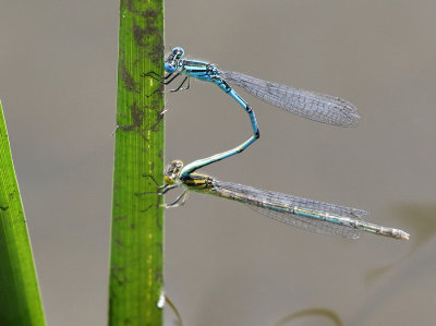 Goblet-marked damselfly