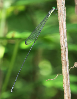 Helicopter Damsel - Mecistogaster linearis