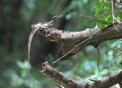Basilisk Lizard