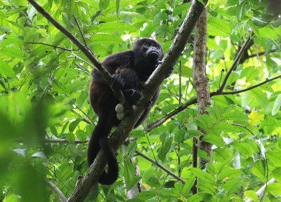 Coiba Island Howler Monkey