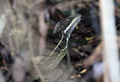 Basilisk Lizard