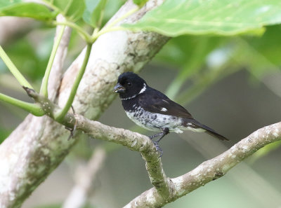 Black-breasted Seedeater