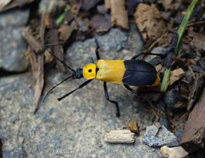 Soldier Beetle 