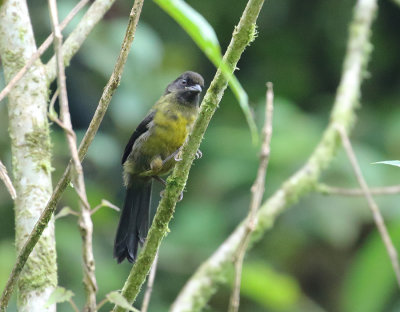 Yellow-green Finch
