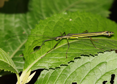 Flying Stick Insect