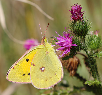 Clouded Yellow