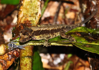 Lizard sp. with Planthopper nymph