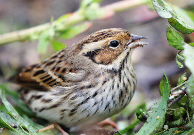 Little Bunting