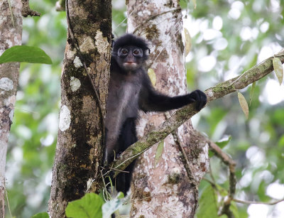 Raffles' Banded Langur