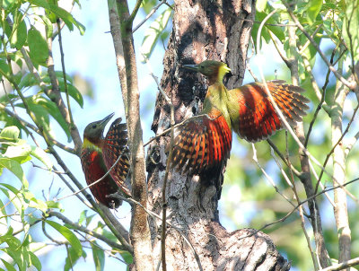 Checker-throated Woodpecker