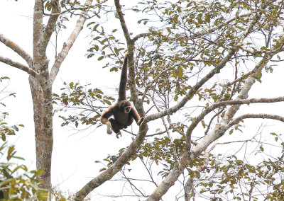 White-handed Gibbon