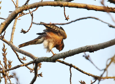 Sparrowhawk