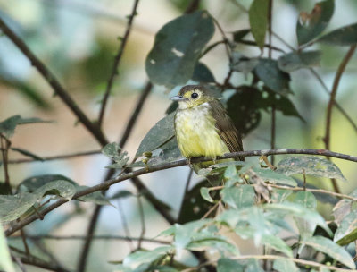 Hairy-backed Bulbul