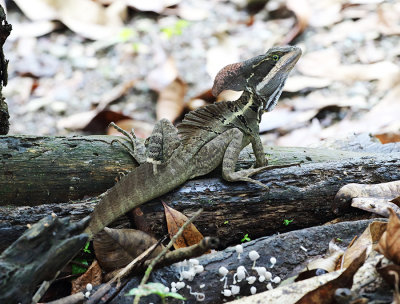 Striped Basilisk