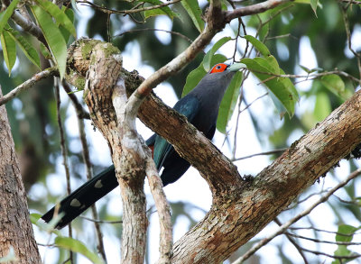 Chestnut-bellied Malkoha