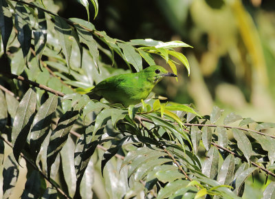 Lesser Green Leafbird