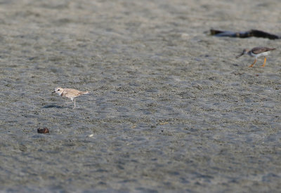 White-faced Plover