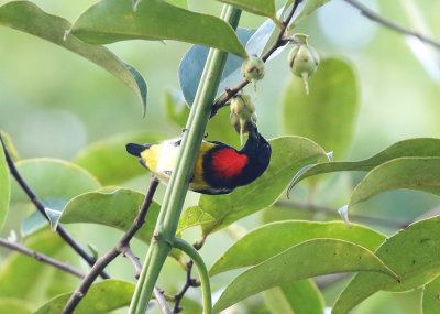 Scarlet-breasted Flowerpecker