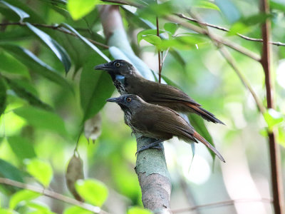 Chestnut-rumped Babbler