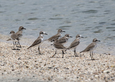 Lesser Sand Plover