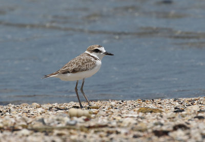 Malaysian Plover