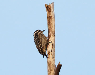 Sunda Pygmy Woodpecker