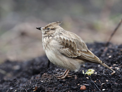 Crested Lark