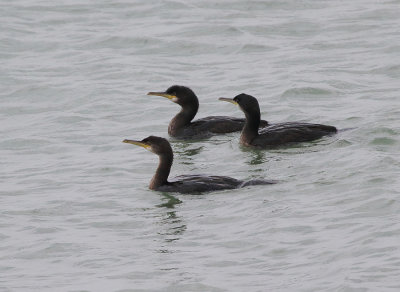European Shag