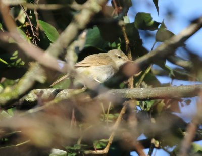 Blyth's Reed-Warbler