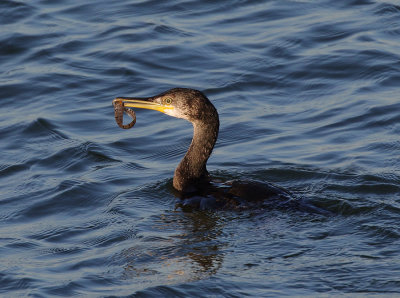 European Shag