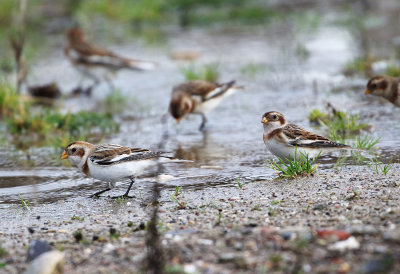 Snow Bunting