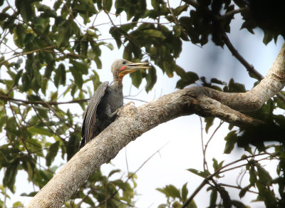 Great Slaty Woodpecker