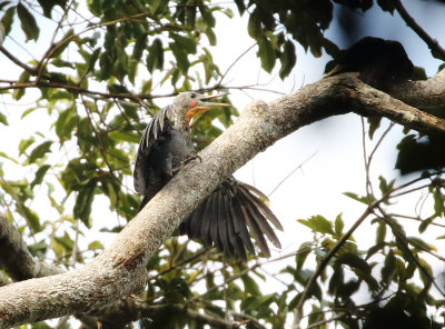 Great Slaty Woodpecker