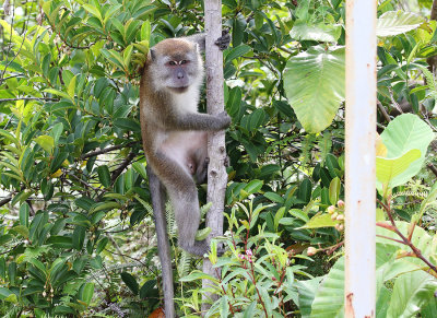 Long tailed Macaque