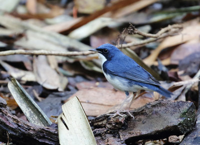 Siberian Blue Robin