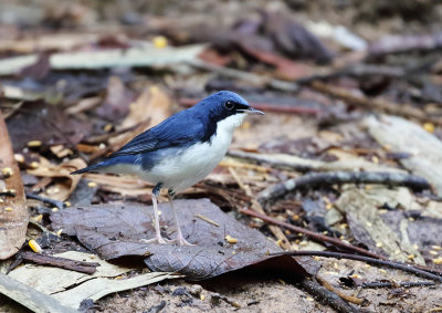 Siberian Blue Robin