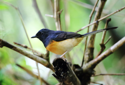 White-rumped Shama