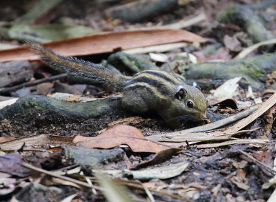 Western Striped Squirrel