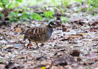 Malaysian Partridge