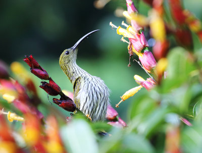 Streaked Spiderhunter