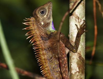 Bell's anglehead Lizard