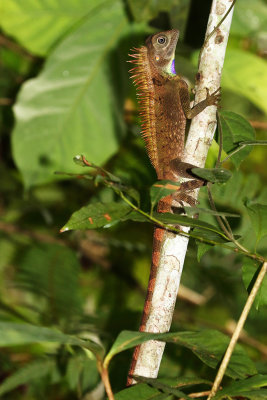 Bell's anglehead Lizard